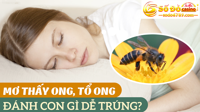 mơ thấy con ong đánh số mấy